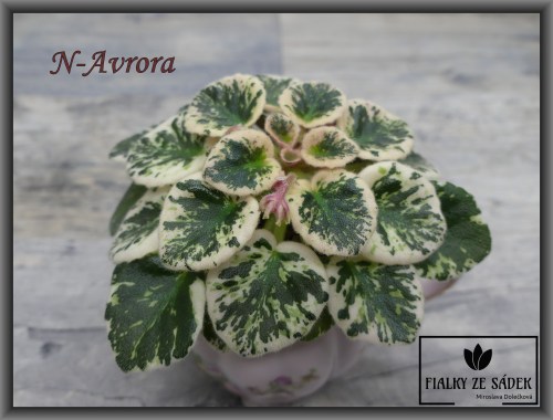 N-Avrora